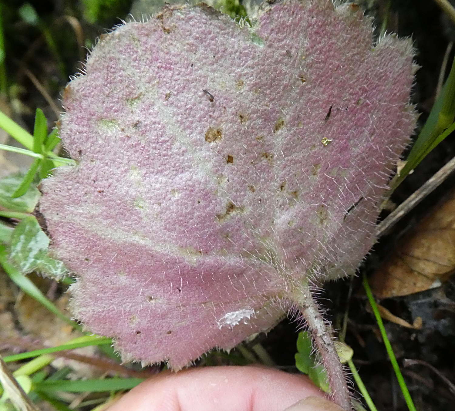 Saxifraga stolonifera  / Sassifraga stolonifera